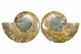 Cut & Polished Crystal-Filled Ammonite Fossil - Madagascar #364921-1
